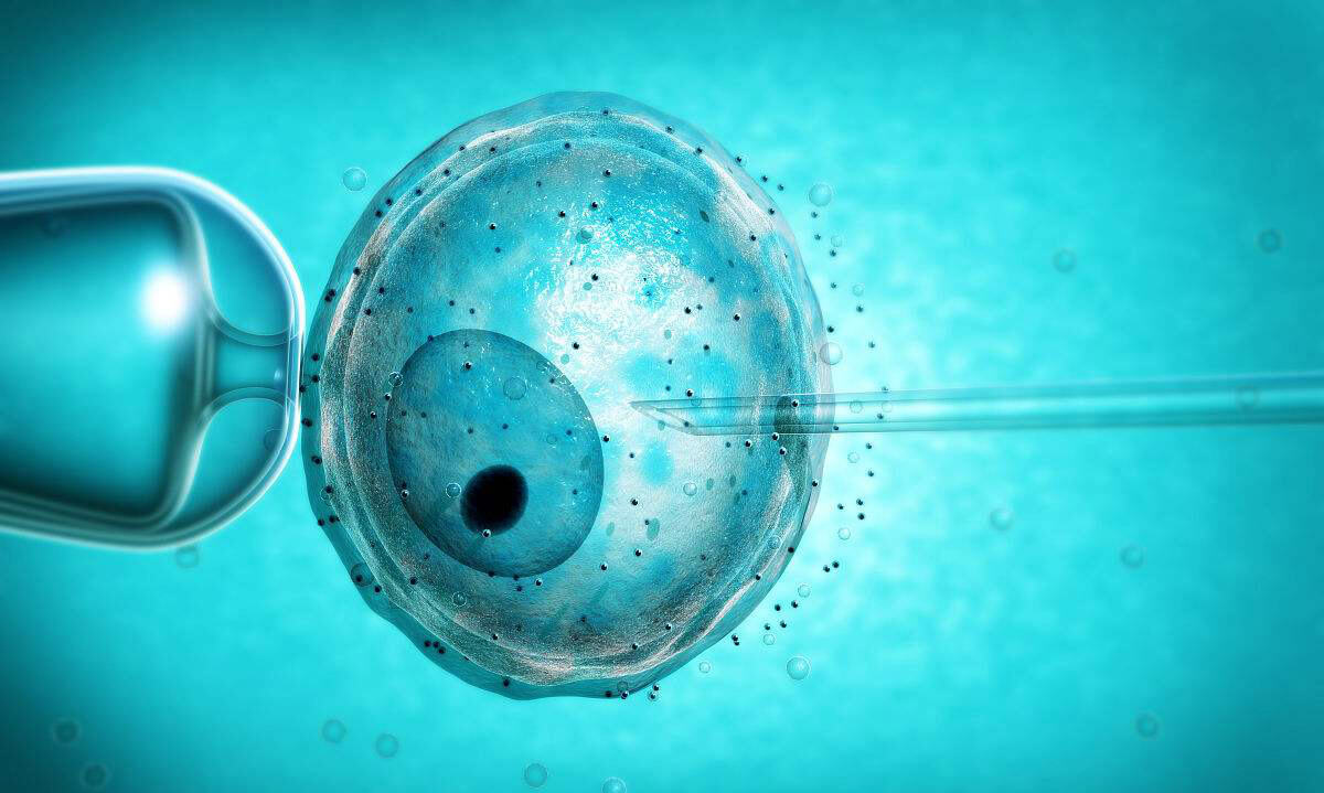 试管婴儿D3胚胎发育评估指标