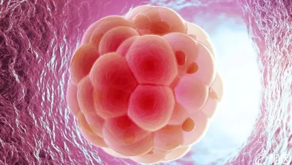 试管婴儿与卵巢早衰